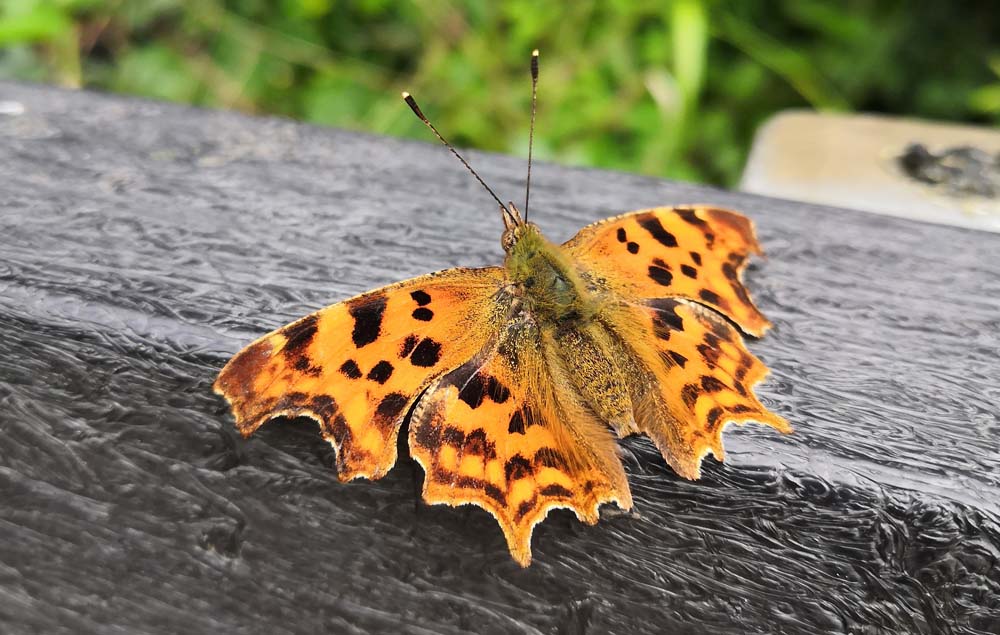Photo of a Comma Butterfly on fence